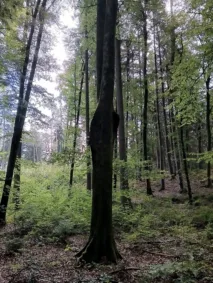 Jakobusweg Eichstättem křídla strom